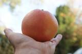 Citrus x aurantium Grapefruit Group RCP12-2015 (13).JPG